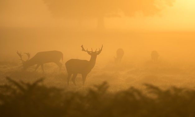 Le capitalisme – et non l’humanité – tue la faune sauvage du monde