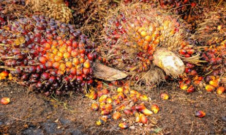 L’huile de palme n’est pas qu’un problème écologique