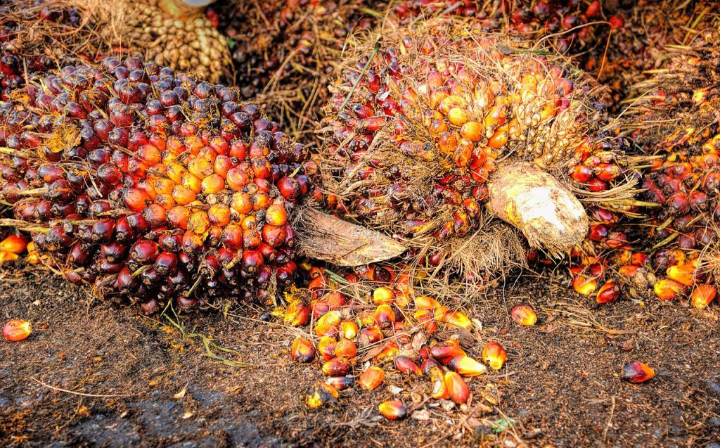 L’huile de palme n’est pas qu’un problème écologique