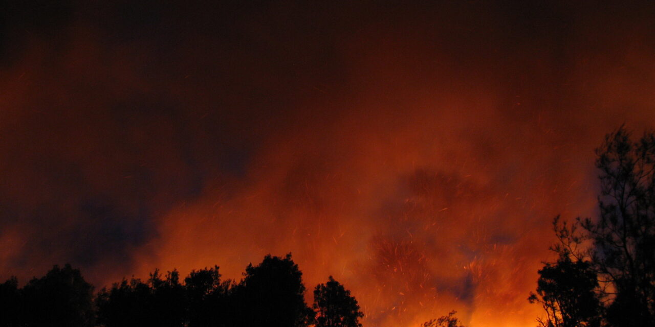 Portugal: Incendies: le gouvernement et le secteur de la cellulose garantissent la répétition de 2017