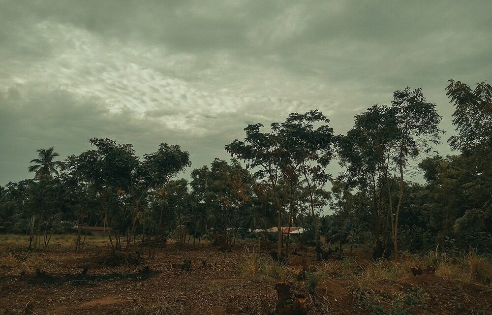 Écologie : en Afrique, l’arbre ne cache plus la forêt