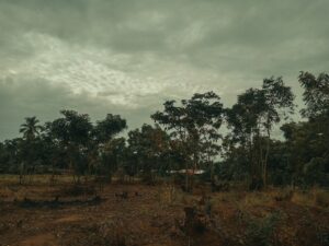 Forets wikimedia commons deforestation
