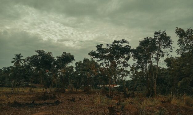 Écologie : en Afrique, l’arbre ne cache plus la forêt